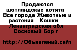 Продаются шотландские котята - Все города Животные и растения » Кошки   . Ленинградская обл.,Сосновый Бор г.